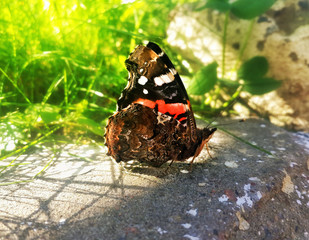 Black with red and white spots butterfly