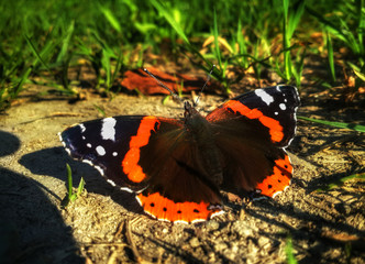 Butterfly Aglais urticae is sitting on the ground near the grass
