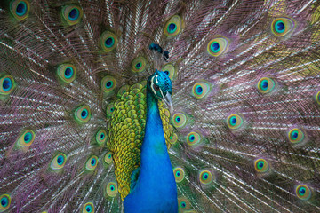 Peacock Flaunt MCU Left to Right Fan tail feathers