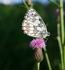 Butterfly galathea melanargia at the pink flower