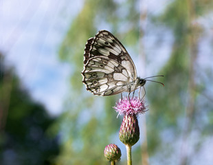 Butterfly galathea melanargia at the pink flower