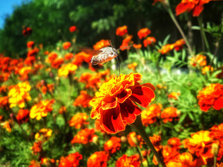 Butterfly Sphingidae flying above the red tagete