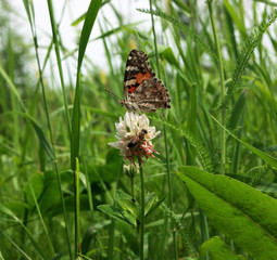 Colorful butterfly and bee sitting on the flower