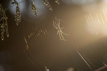 Spider in the evening sun