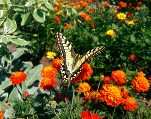 Swallowtail butterfly and flowers
