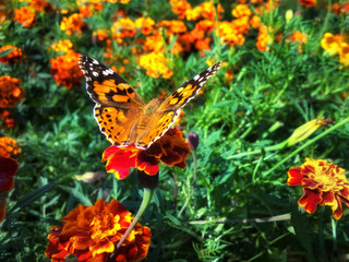 Vanessa cardui butterfly on the flower tagete