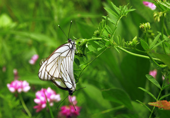 White butterflies together on the flower