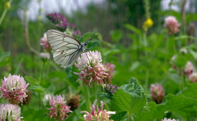 White butterfly on the flower