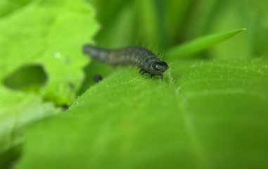 Black caterpillar at the green leaf