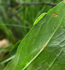 Green caterpillar goes gome