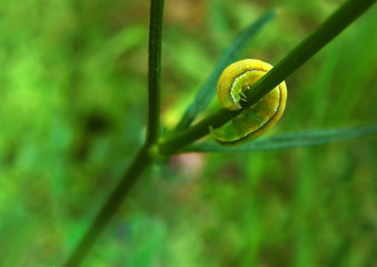 Yellow caterpillar in a spiral shape at the ear