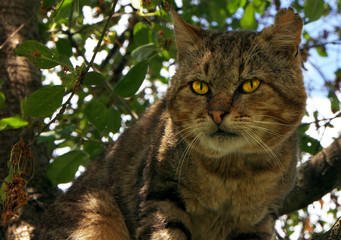 Naklejka na ściany i meble Cat at the tree with bright yellow eyes