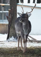 Young male lani near the tree