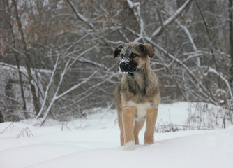 Cute puppy in snowfall