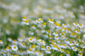 Kamillenblüten