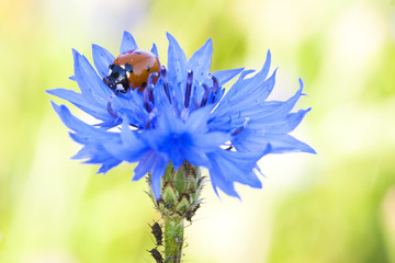 Ladybug on a cornflower
