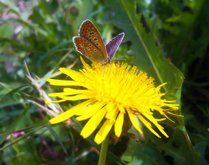Fototapeta premium Small butterfly at the yellow dandelion