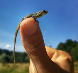 Small lizard baby at the thumb finger