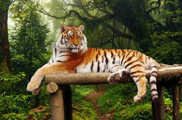 Papier Peint photo Lavable Photo du jour Tigre dans la jungle