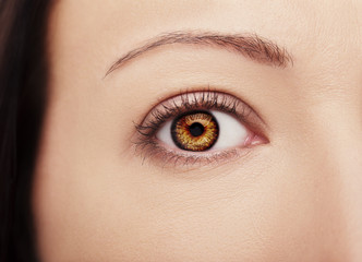 Fototapeta premium A beautiful insightful look brown woman's eyes
