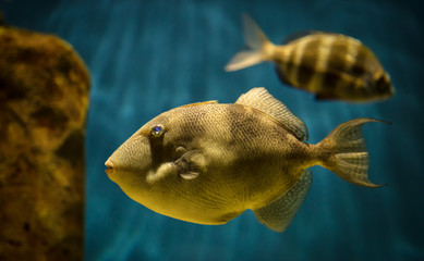Balistes Capriscus