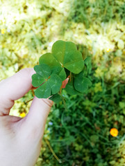 Four leaf clover.