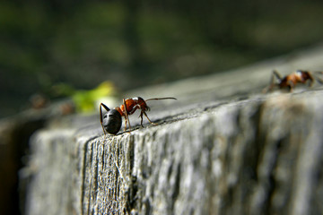 Ant on the race