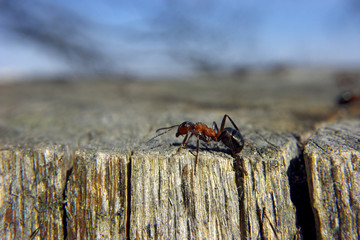 Ant on the tree by side