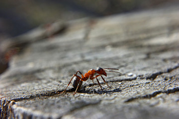 Ant on the tree