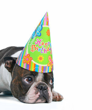 a cute baby boston terrier on a white background with a birthday