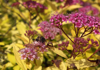 Cute bumblebee at pink flowers at the yellow background