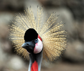 Gran Canaria. Palmitos Park. Krontaube