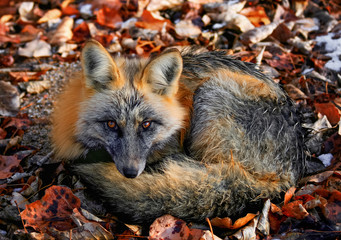 fox in winter