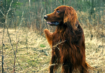 Red dog in forest
