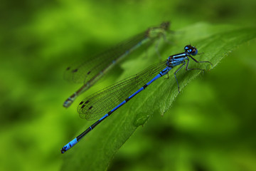 Dragonfly sitting on the green leaf