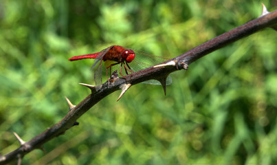 Red big dragonfly sitting at the thorn