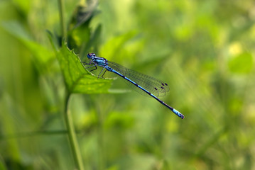 Small dragonfly sitting at the grass