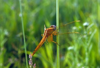 Yellow dragonfly sitting at the grass