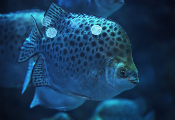 Big spotted fish at the deep ocean