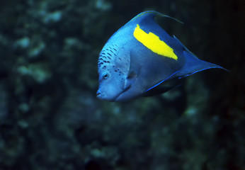 Blue fish with yellow spot at the deep ocean front view looking