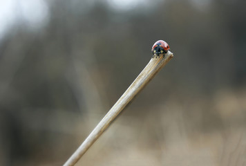 Ladybug on the top of spikelet