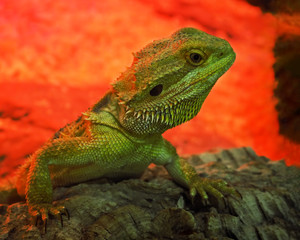 Big green lizard  climbing rom the red hell