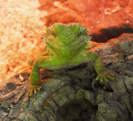 Big green lizard at the rock at the red background looking at th