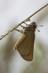 Skipper just hanging around on a wet stem