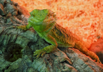 Big green lizard at the rock at the red background