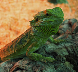 Big green lizard at the rock