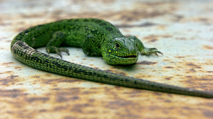 Green lizard at the iron