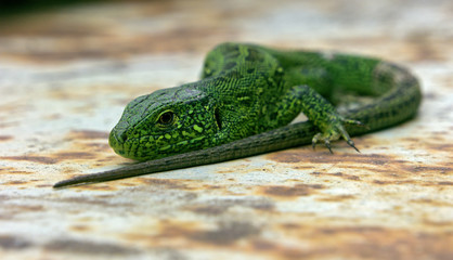 Green lizard in beatifull pose