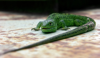 Green lizard laying at the iron