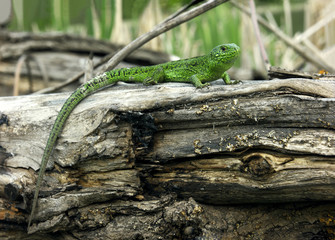 Green lizard on the tree